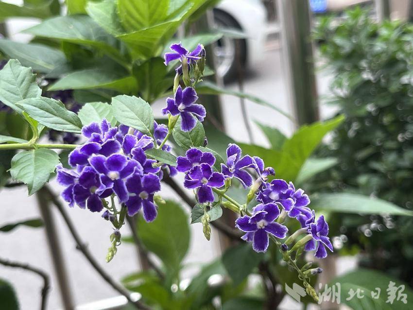 蒙特卡罗平台官网